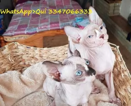 sphynx canadian con pedigree anfi | Foto 0