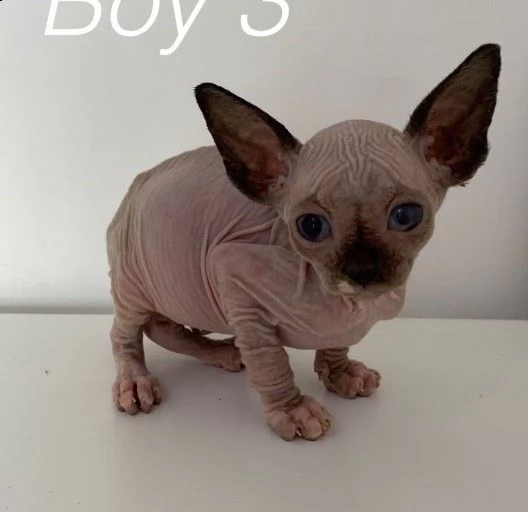 sphynx di razza gattini disponibili | Foto 2