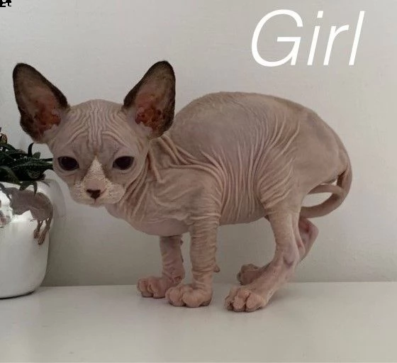 sphynx di razza gattini disponibili