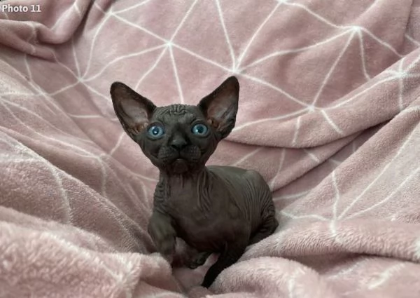 sphynx di razza gattini disponibili | Foto 1