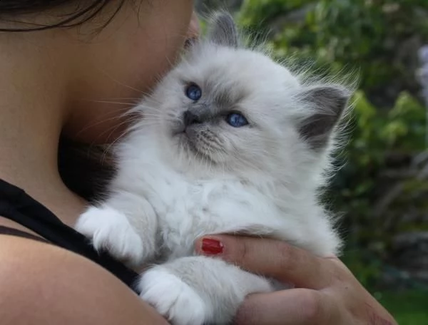 offro in regalo sacro birmani gattini con pedigree . cuccioli di  sacro birmani siamo urgentemente a