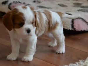 cuccioli di cavalier king disponibile per l'adozione ,statura molto piccola, i cuccioli hanno circa 