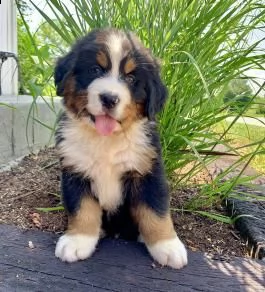 cuccioli di bovaro del bernese  siamo urgentemente alla ricerca di una nuova casa per i nostri cucci