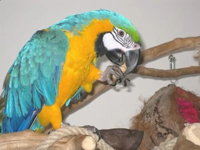 i ucelli di pappagalli ara macaw sono disponibili per l'adozione, con tutte le vaccinazioni  davvero