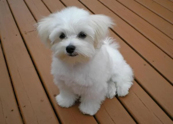 cuccioli di maltese mini #!,[