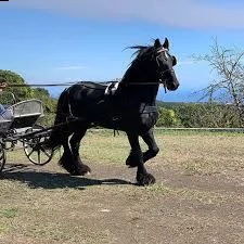 cavallo frisone , 8 anni , alla ricerca di un nuovo fantino . ottimo carattere, bellissimo movimento