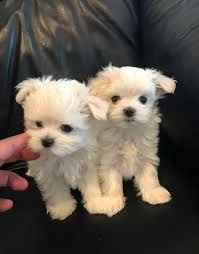 cuccioli di maltese toy disponibile per l'adozione ,statura molto piccola, i cuccioli hanno circa 2 