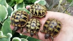 offro in adozione cucciolo regalo  testudo hermanni tartarughe  disponibile per l'adozione adorabili