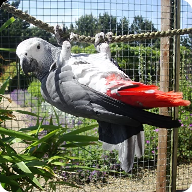 pappagalli grigi africani alla ricerca di una nouva casa .. maschi e femmine per adozione . pappagal