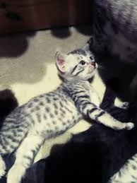 cuccioli  egyptian mau adorabili cuccioli e carino maschi e femmine. i nostri cuccioli sono 3 mesi d