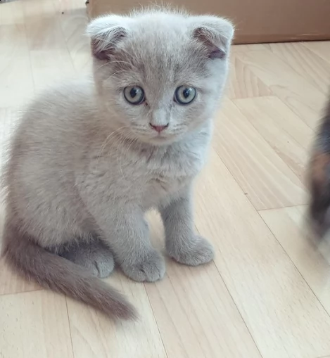 gattini british shorthair adorabili gattini e carino maschi e femmine. i nostri cuccioli sono 3 mesi