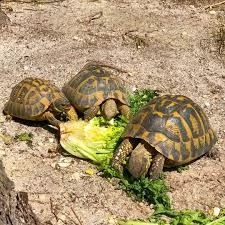 testudo hermanni  belli e simpatici. maschio e femmina pronti per una casa affettuosa. per l'adozion