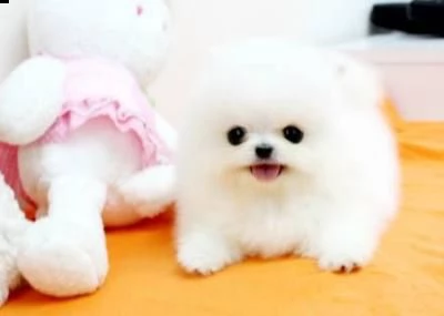 regalo cuccioli di pomerania maschio o femmina!!