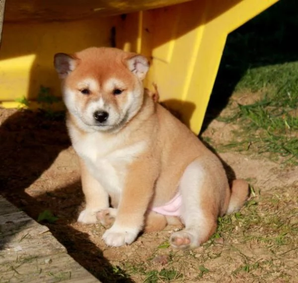 adozione cucciolata di shiba inu