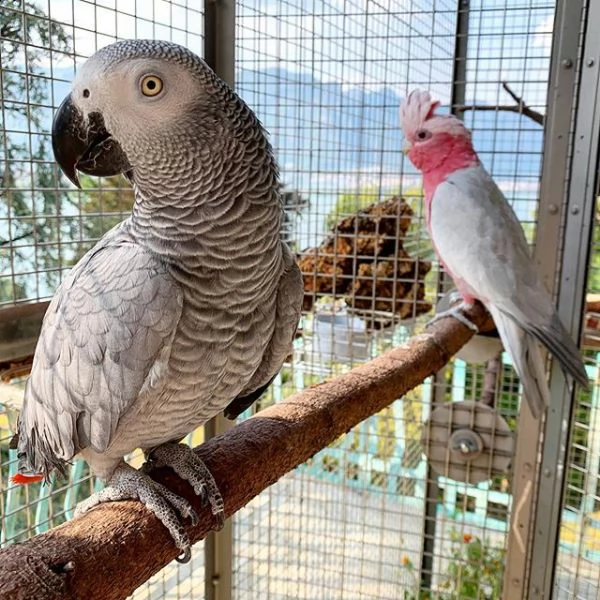 pappagalli grigi africani cenerino alla ricerca di una nuova casa nome scientifico: psittacus eritha