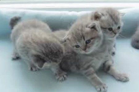 gattini certosini   adorabili gattini e carino maschio e femmine. i nostri cuccioli sono 3 mesi di e