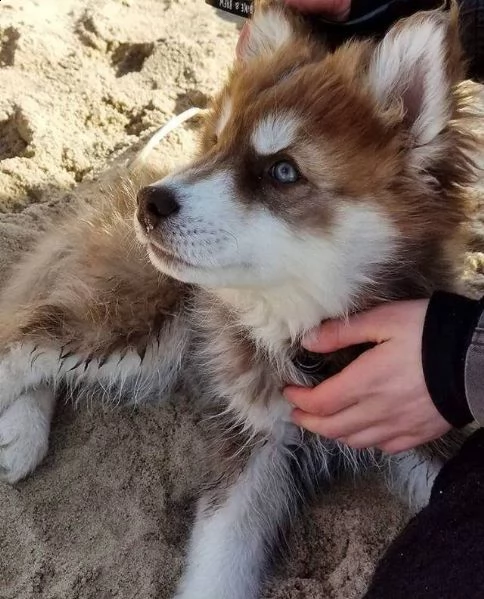 cucciolo husky con pedigree e occhi eterocromi