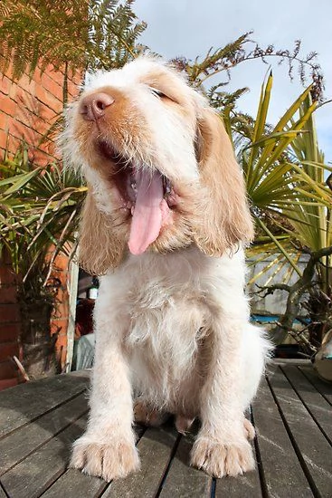 offro in regalo spinone italiano cuccioli con pedigree . cuccioli di spinone italiano siamo urgentem