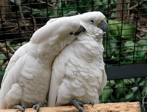 cacatua di pappagalli i ucelli di pappagalli sono disponibili per l'adozione, con tutte le vaccinazi