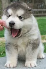 offro in adozione cucciolo regalo alaskan malamute cuccioli disponibile per l'adozione adorabili c u