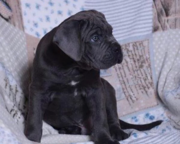 cucciola cane corso nera tigrata | Foto 0