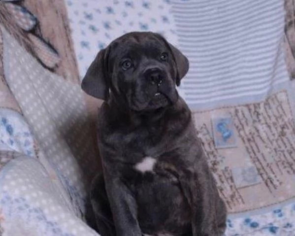 cucciola cane corso nera tigrata