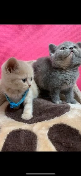 british shorthair blue (whatsapp~~3347066333 ) | Foto 2