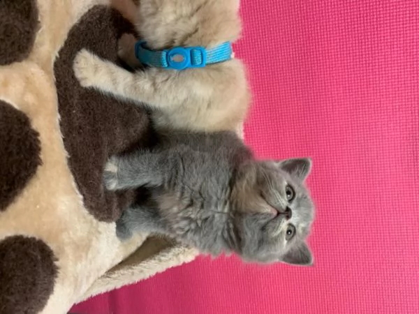 british shorthair blue (whatsapp~~3347066333 ) | Foto 0