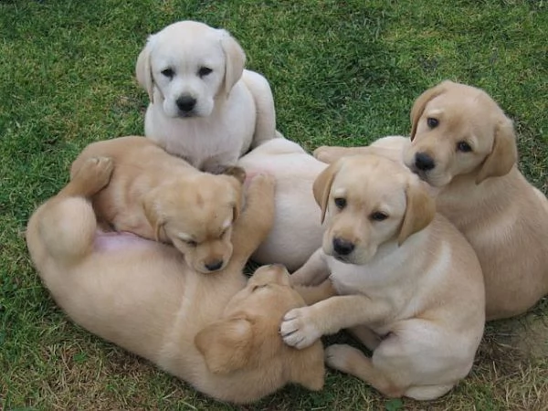 regalo adorabili cuccioli di la labrador chicolato