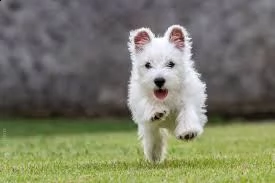 cucciolo di scottish terrier tenerissimi intrigantissimi e buonissimi di 70 giorni sia maschi che fe