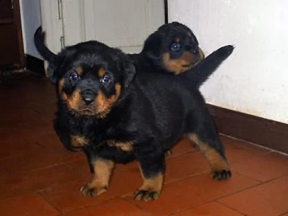 cuccioli rottweiler