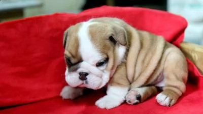 regalo cuccioli di bulldog inglese femminucce e maschietti 