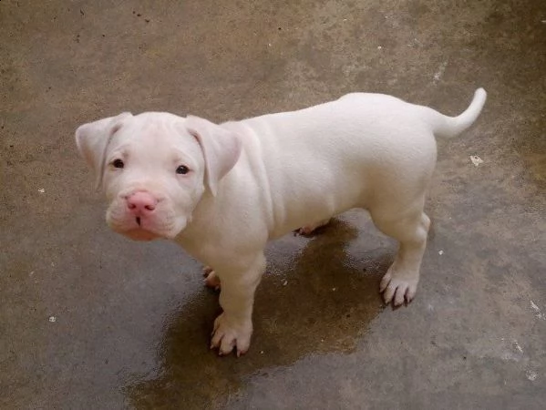 regalo regalo dogo argentino cuccioli