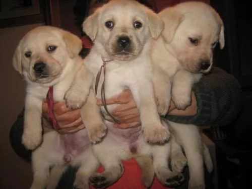 cuccioli di labrador. abbiamo un maschio e due femmine