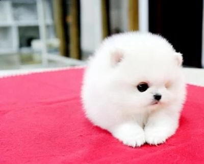 cuccioli di volpino di pomerania