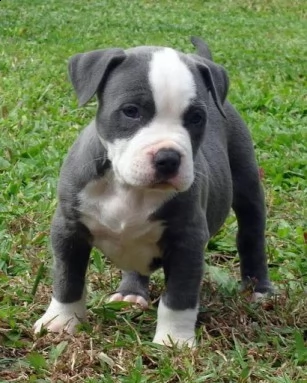 regalo adorali cuccioli di americano pitbull femminucce e maschietti 