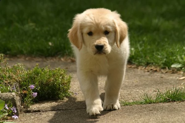 regalo simpatici cuccioli golden retriever