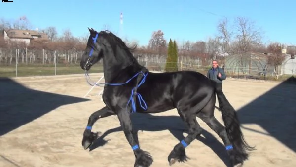 cavallo frisone , 8 anni , alla ricerca di un nuovo fantino . ottimo carattere, bellissimo movimento