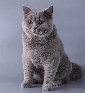 offro in regalo british shorthair gattini con pedigree . cuccioli di  british shorthair siamo urgent