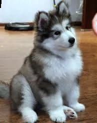 offro in adozione cucciolo regalo alaskan malamute cuccioli disponibile per l'adozione adorabili c u