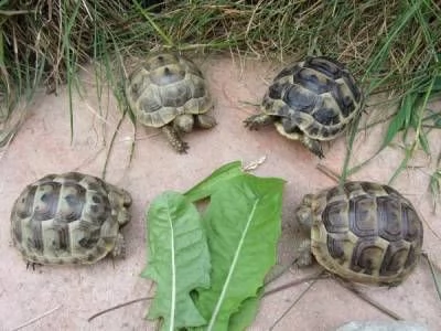 offro in adozione cucciolo regalo  testudo hermanni tartarughe  disponibile per l'adozione adorabili