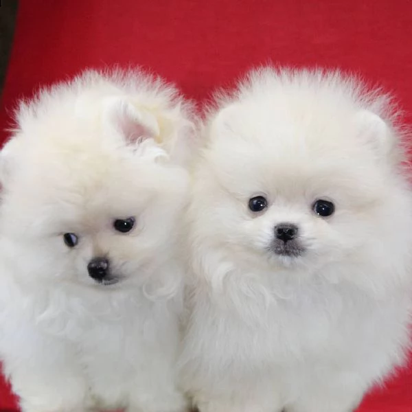 cuccioli pomerania toy