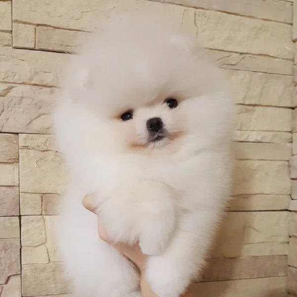 cuccioli pomerania toy | Foto 0