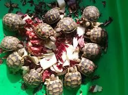 offro in adozione cucciolo regalo  testudo hermanni tartarughe  disponibile per l'adozione adorabili