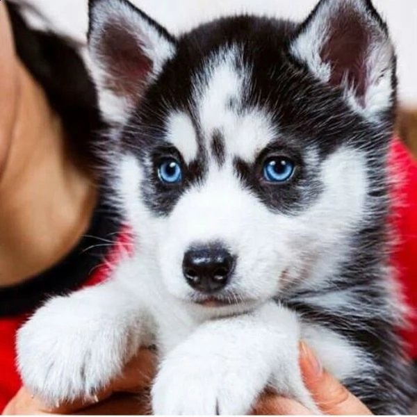 offro in regalo husky cuccioli con pedigree . cuccioli di  husky siamo urgentemente alla ricerca di 