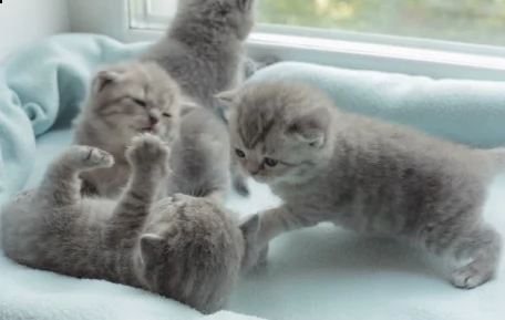 gattini certosini   adorabili gattini e carino maschio e femmine. i nostri cuccioli sono 3 mesi di e