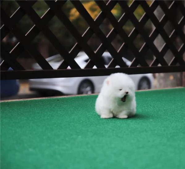 spitz nano pomerania piccola taglia di 90 giorni | Foto 1