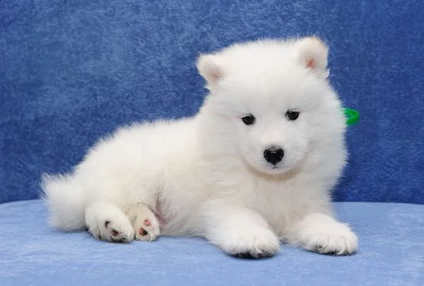  cuccioli samoiedo adorabili cuccioli e carino maschi e femmine. i nostri cuccioli sono 3 mesi di et