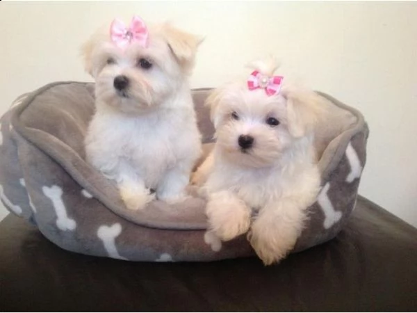 cuccioli di mini maltese  abbiamo disponibili cuccioli di maltese  maschietti e femminucce. i cuccio