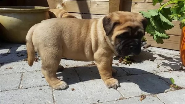 offro in regalo bullmastiff cuccioli con pedigree . cuccioli di bullmastiff siamo urgentemente alla 